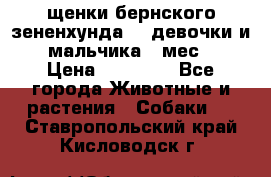 щенки бернского зененхунда. 2 девочки и 2 мальчика(2 мес.) › Цена ­ 22 000 - Все города Животные и растения » Собаки   . Ставропольский край,Кисловодск г.